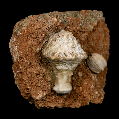 3.4" Globoblastus Norwoodi Crinoid Fossil Mississippian Age Burlington Iowa - Fossil Age Minerals