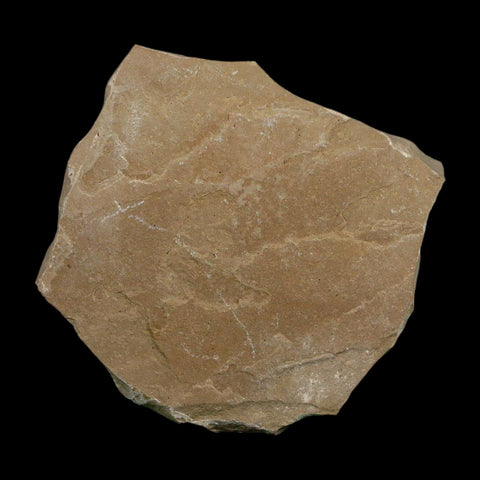 1.4" Detailed Salix Cockerelli Willow Fossil Plant Leaf Green River FM Eocene Age Utah - Fossil Age Minerals