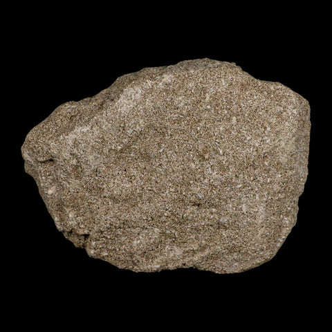 3.4" Mosasaur Platecarpus Fossil Teeth Jaw Section In Matrix Cretaceous Dinosaur Era COA - Fossil Age Minerals