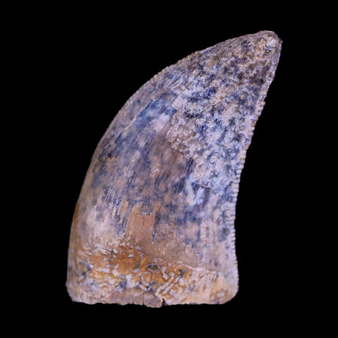 0.6" Nanotyrannus Tyrannosaurus Fossil Tooth Dinosaur Hell Creek MT COA Display - Fossil Age Minerals