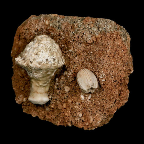 3.4" Globoblastus Norwoodi Crinoid Fossil Mississippian Age Burlington Iowa - Fossil Age Minerals