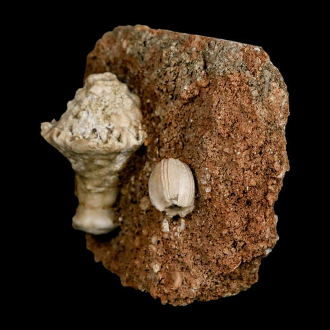 3.4" Globoblastus Norwoodi Crinoid Fossil Mississippian Age Burlington Iowa - Fossil Age Minerals