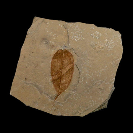 1.6" Detailed Leguminosites Lesquereuxiana Fossil Plant Leaf Eocene Green River FM Utah