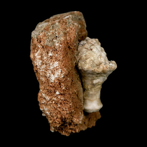 3.4" Globoblastus Norwoodi Crinoid Fossil Mississippian Age Burlington Iowa - Fossil Age Minerals