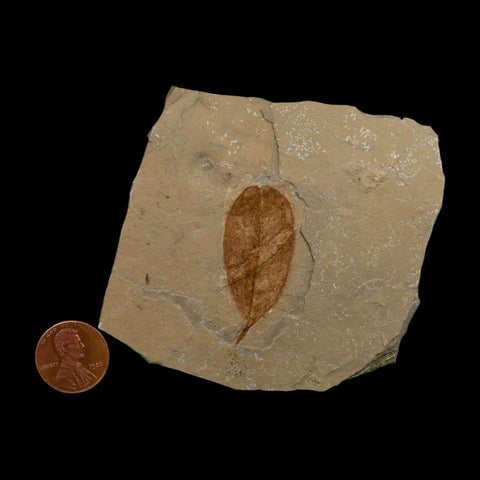 1.6" Detailed Leguminosites Lesquereuxiana Fossil Plant Leaf Eocene Green River FM Utah - Fossil Age Minerals