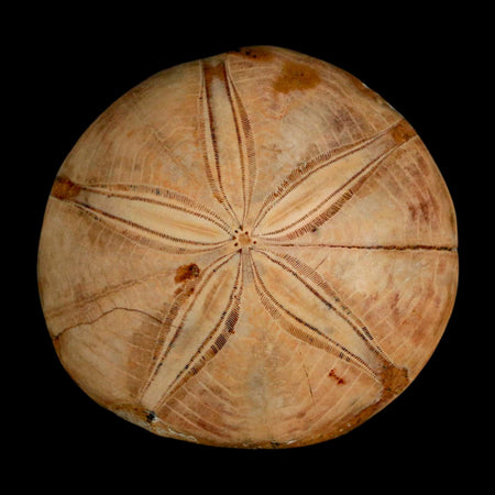 67MM Pygurus Marmonti Sea Urchin Fossil Sand Dollar Jurassic Age Madagascar