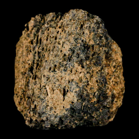 1.2" Tyrannosaurus Rex Fossil Bone Marrow Dinosaur Lance Creek Formation WY COA - Fossil Age Minerals