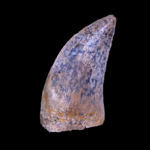 0.6" Nanotyrannus Tyrannosaurus Fossil Tooth Dinosaur Hell Creek MT COA Display - Fossil Age Minerals