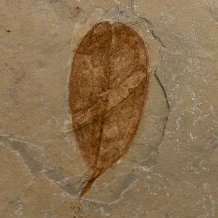 1.6" Detailed Leguminosites Lesquereuxiana Fossil Plant Leaf Eocene Green River FM Utah