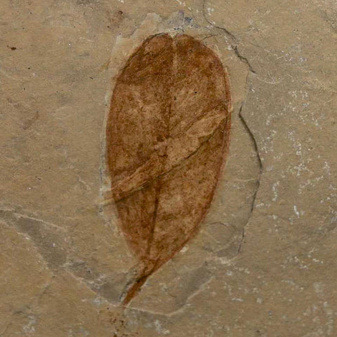 1.6" Detailed Leguminosites Lesquereuxiana Fossil Plant Leaf Eocene Green River FM Utah - Fossil Age Minerals
