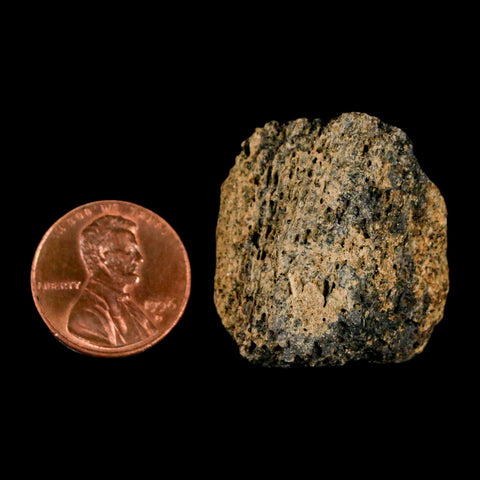 1.2" Tyrannosaurus Rex Fossil Bone Marrow Dinosaur Lance Creek Formation WY COA - Fossil Age Minerals