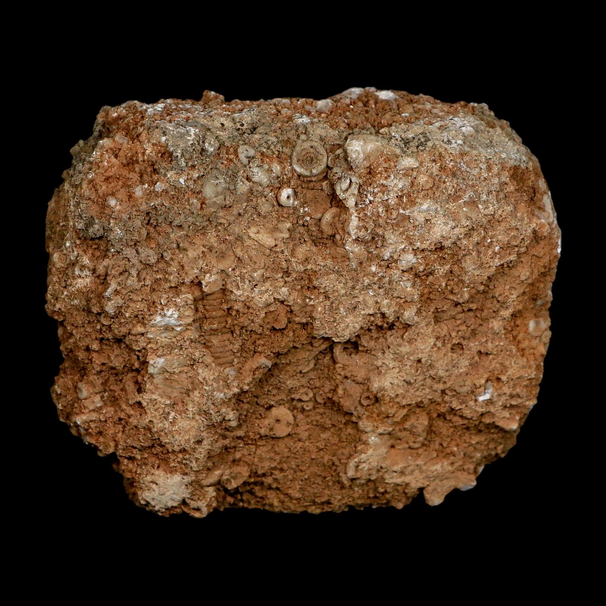 3.4" Globoblastus Norwoodi Crinoid Fossil Mississippian Age Burlington Iowa - Fossil Age Minerals