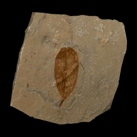 1.6" Detailed Leguminosites Lesquereuxiana Fossil Plant Leaf Eocene Green River FM Utah - Fossil Age Minerals