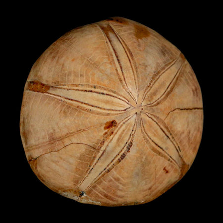 67MM Pygurus Marmonti Sea Urchin Fossil Sand Dollar Jurassic Age Madagascar