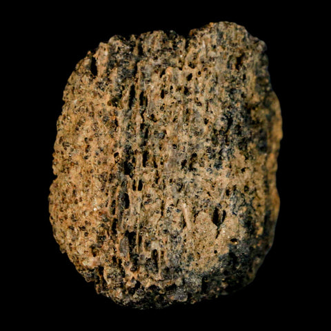 1.2" Tyrannosaurus Rex Fossil Bone Marrow Dinosaur Lance Creek Formation WY COA - Fossil Age Minerals