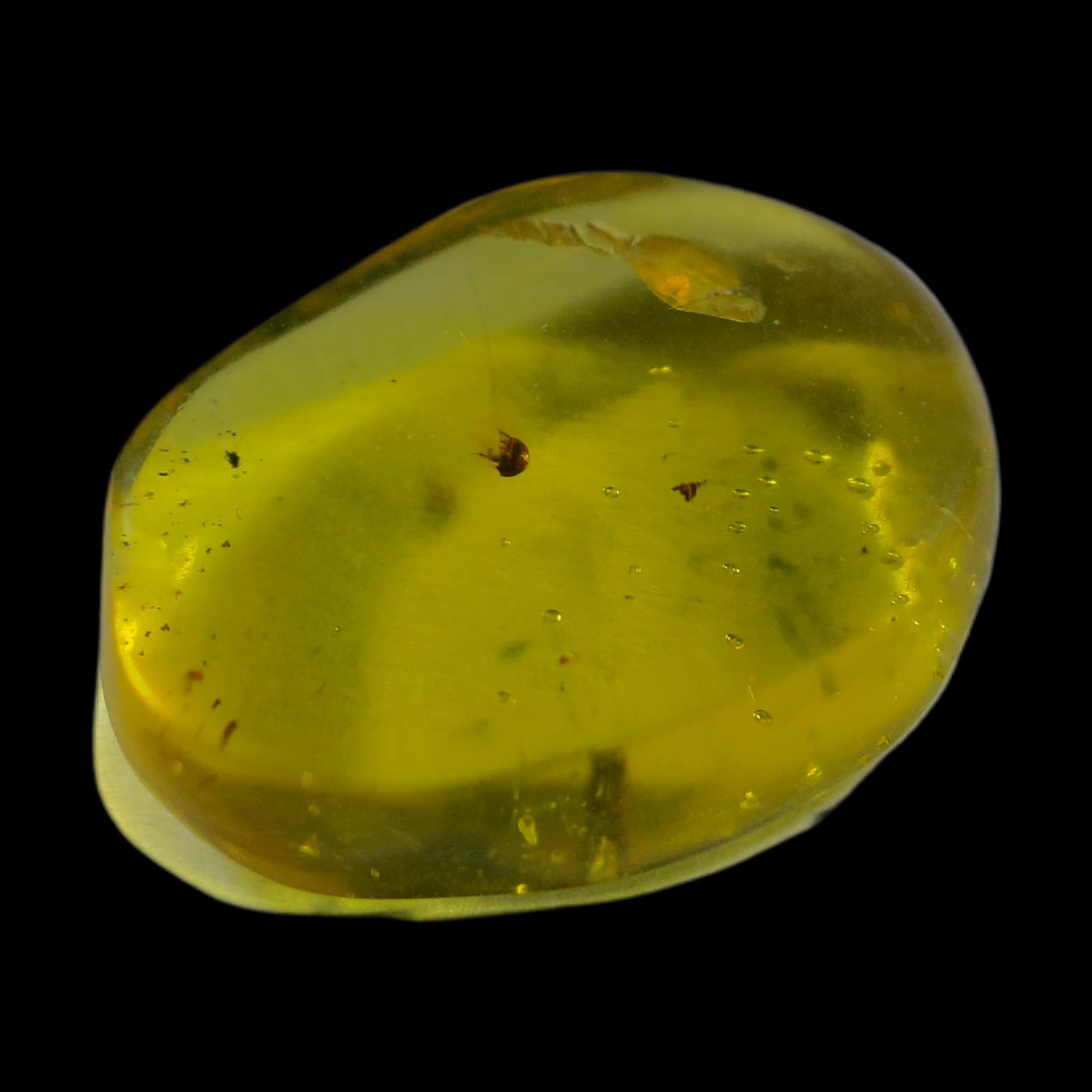 Burmese Insect Amber Coleoptera Beetle Bug Fossil Cretaceous Bermite Dinosaur Age