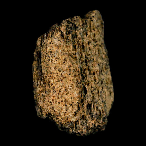 1.2" Tyrannosaurus Rex Fossil Bone Marrow Dinosaur Lance Creek Formation WY COA - Fossil Age Minerals