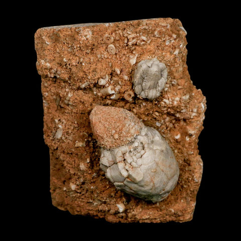 3.4" Platycrinites Sp, Platyceras Gastropod Crinoid Fossil Mississippian Age Burlington Iowa - Fossil Age Minerals