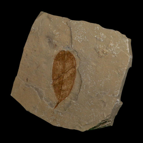 1.6" Detailed Leguminosites Lesquereuxiana Fossil Plant Leaf Eocene Green River FM Utah - Fossil Age Minerals