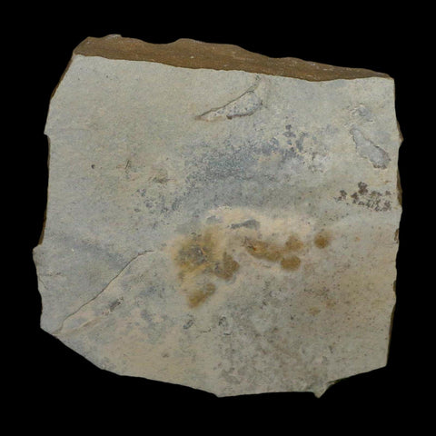 1.6" Detailed Leguminosites Lesquereuxiana Fossil Plant Leaf Eocene Green River FM Utah - Fossil Age Minerals