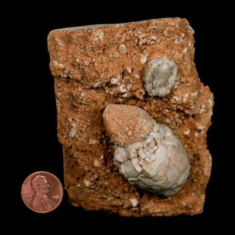 3.4" Platycrinites Sp, Platyceras Gastropod Crinoid Fossil Mississippian Age Burlington Iowa - Fossil Age Minerals