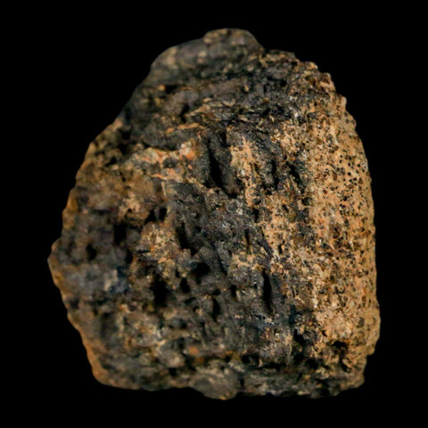 1.2" Tyrannosaurus Rex Fossil Bone Marrow Dinosaur Lance Creek Formation WY COA - Fossil Age Minerals
