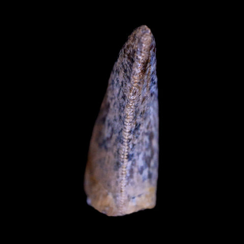 0.6" Nanotyrannus Tyrannosaurus Fossil Tooth Dinosaur Hell Creek MT COA Display - Fossil Age Minerals