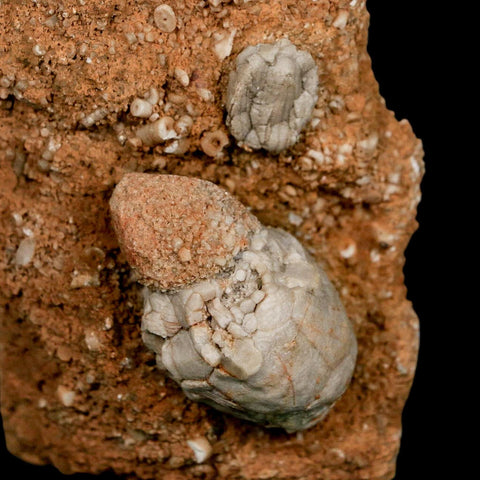 3.4" Platycrinites Sp, Platyceras Gastropod Crinoid Fossil Mississippian Age Burlington Iowa - Fossil Age Minerals