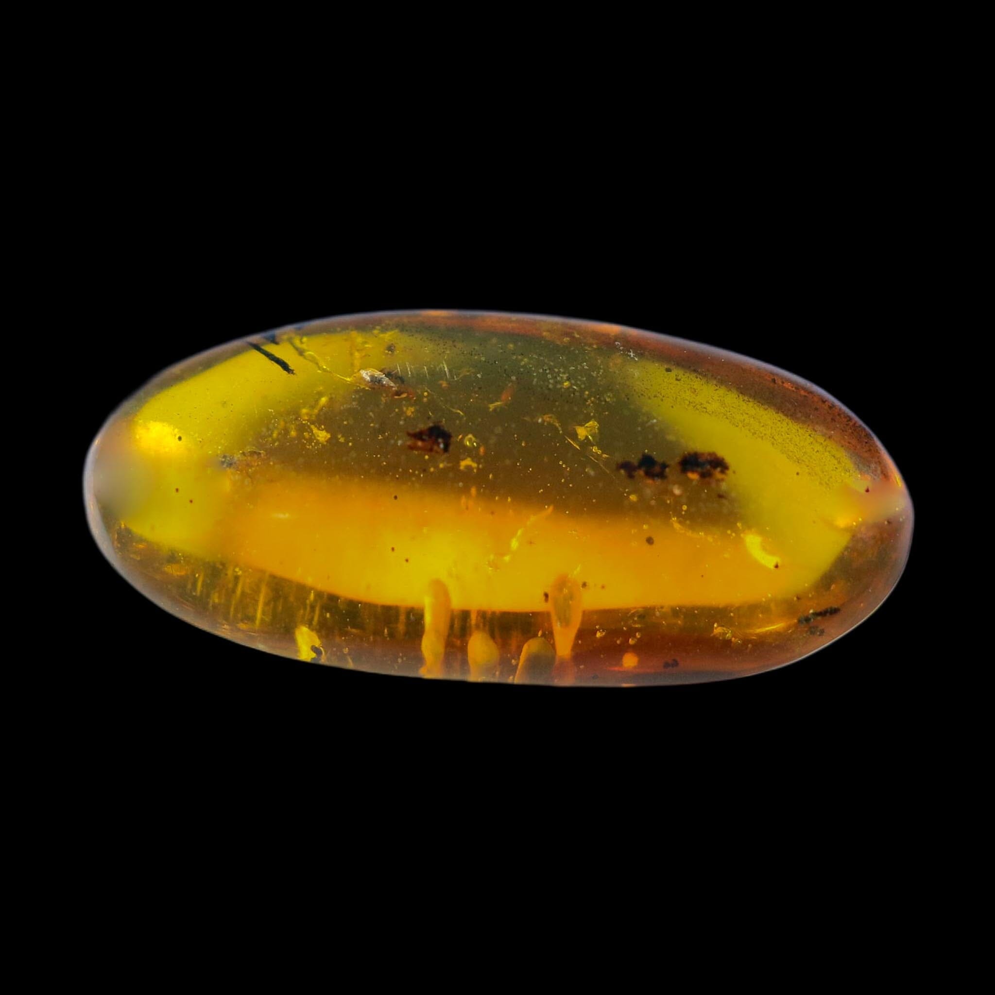 Burmese Insect Amber Hymenoptera Wasp Bee Fossil Cretaceous Dinosaur Age