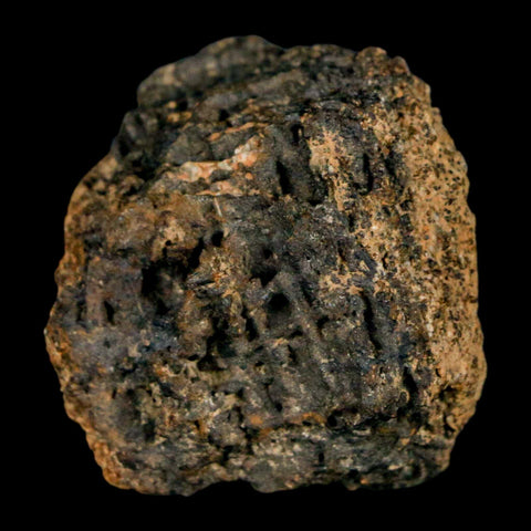 1.2" Tyrannosaurus Rex Fossil Bone Marrow Dinosaur Lance Creek Formation WY COA - Fossil Age Minerals