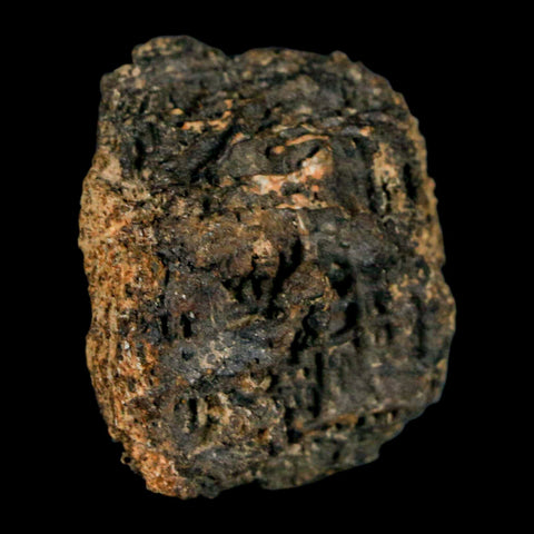 1.2" Tyrannosaurus Rex Fossil Bone Marrow Dinosaur Lance Creek Formation WY COA - Fossil Age Minerals