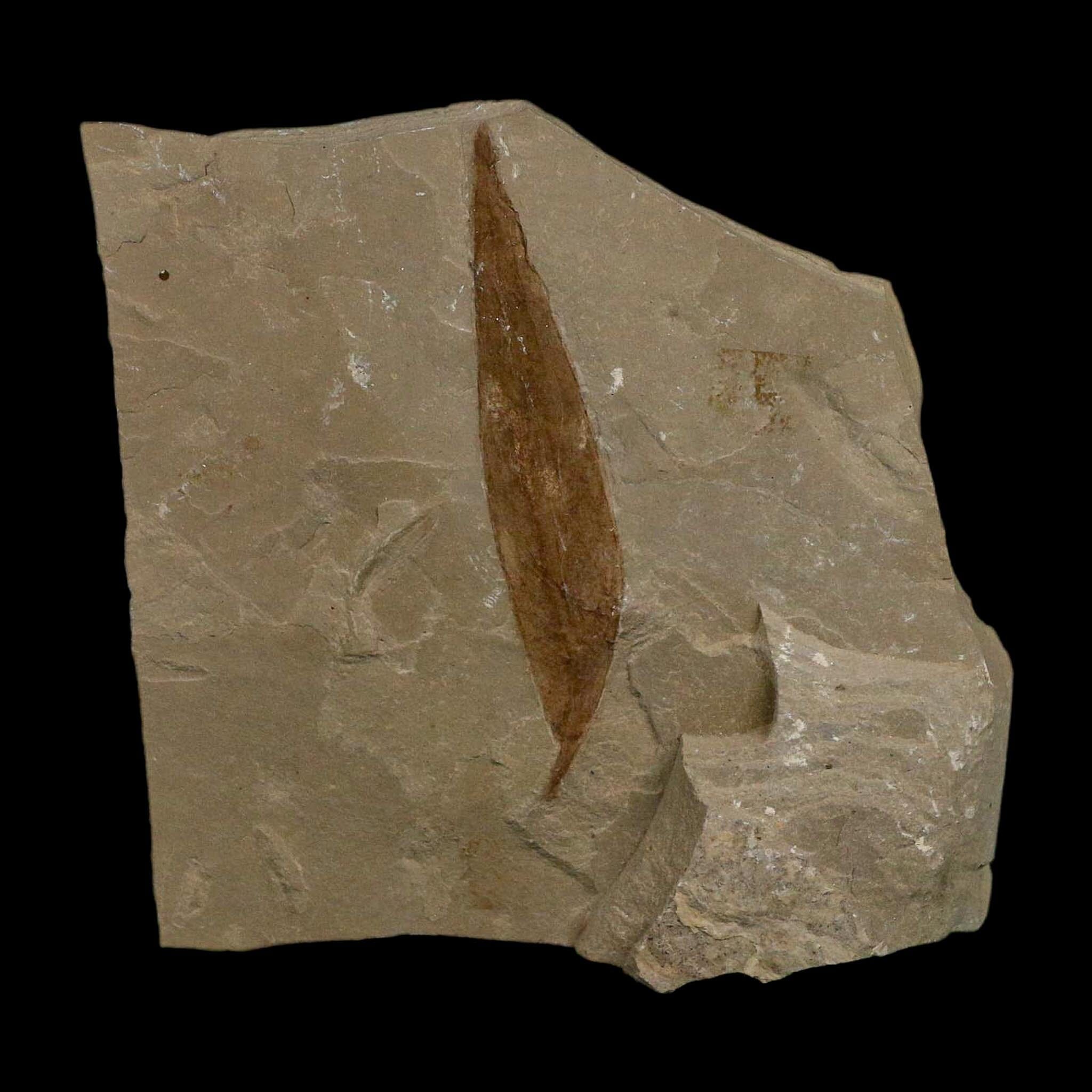 2.1" Detailed Salix Cockerelli Willow Fossil Plant Leaf Green River FM Eocene Age Utah - Fossil Age Minerals