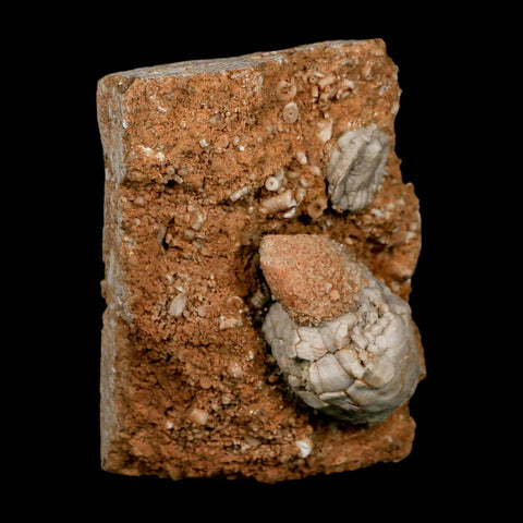 3.4" Platycrinites Sp, Platyceras Gastropod Crinoid Fossil Mississippian Age Burlington Iowa - Fossil Age Minerals