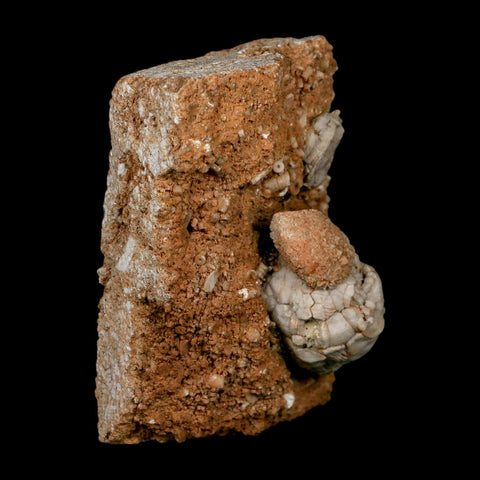 3.4" Platycrinites Sp, Platyceras Gastropod Crinoid Fossil Mississippian Age Burlington Iowa - Fossil Age Minerals