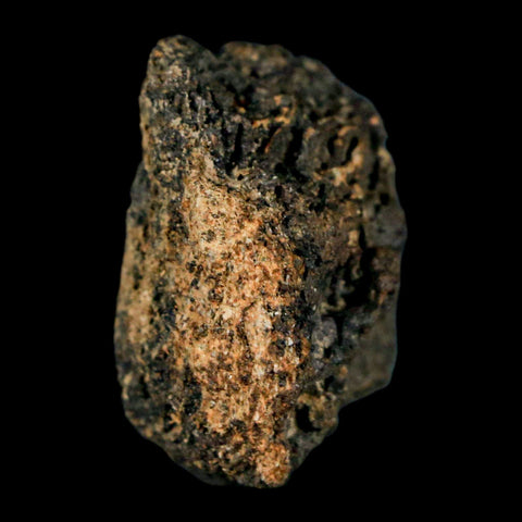 1.2" Tyrannosaurus Rex Fossil Bone Marrow Dinosaur Lance Creek Formation WY COA - Fossil Age Minerals