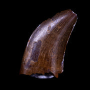 0.7" Nanotyrannus Tyrannosaurus Fossil Tooth Dinosaur Lance Creek WY COA Display