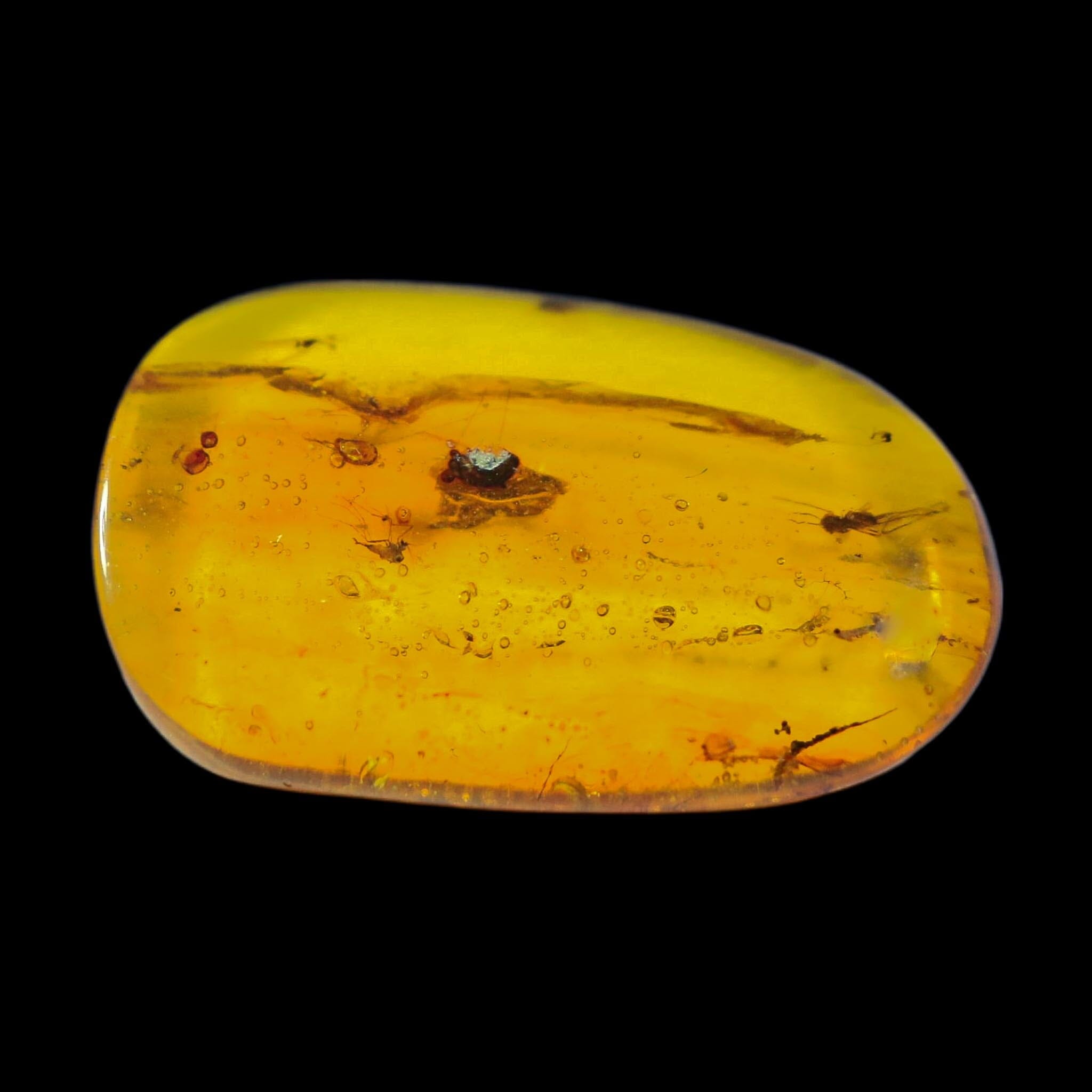 Burmese Insect Amber Diptera Mosquito Fly And Unknown Bug Fossil Dinosaur Age