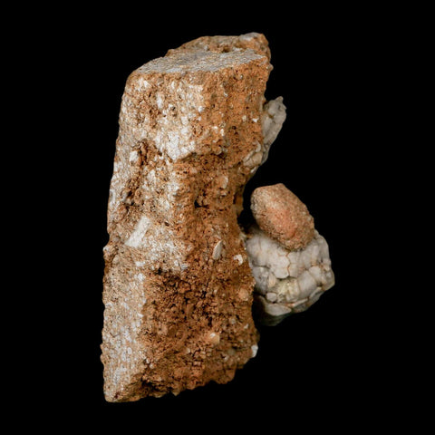 3.4" Platycrinites Sp, Platyceras Gastropod Crinoid Fossil Mississippian Age Burlington Iowa - Fossil Age Minerals