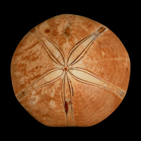 58MM Pygurus Marmonti Sea Urchin Fossil Sand Dollar Jurassic Age Madagascar