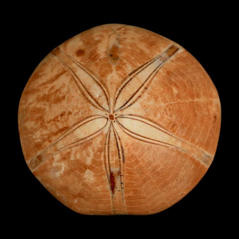 58MM Pygurus Marmonti Sea Urchin Fossil Sand Dollar Jurassic Age Madagascar - Fossil Age Minerals