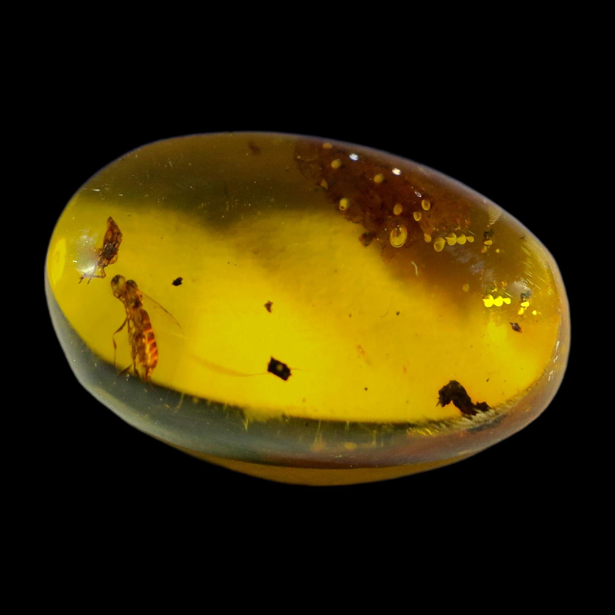 Burmese Insect Amber Hymenoptera Wasp and Unknown Bug Fossil Cretaceous Age
