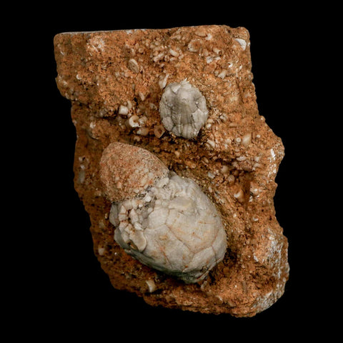 3.4" Platycrinites Sp, Platyceras Gastropod Crinoid Fossil Mississippian Age Burlington Iowa - Fossil Age Minerals