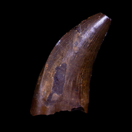 0.7" Nanotyrannus Tyrannosaurus Fossil Tooth Dinosaur Lance Creek WY COA Display