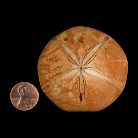 58MM Pygurus Marmonti Sea Urchin Fossil Sand Dollar Jurassic Age Madagascar - Fossil Age Minerals