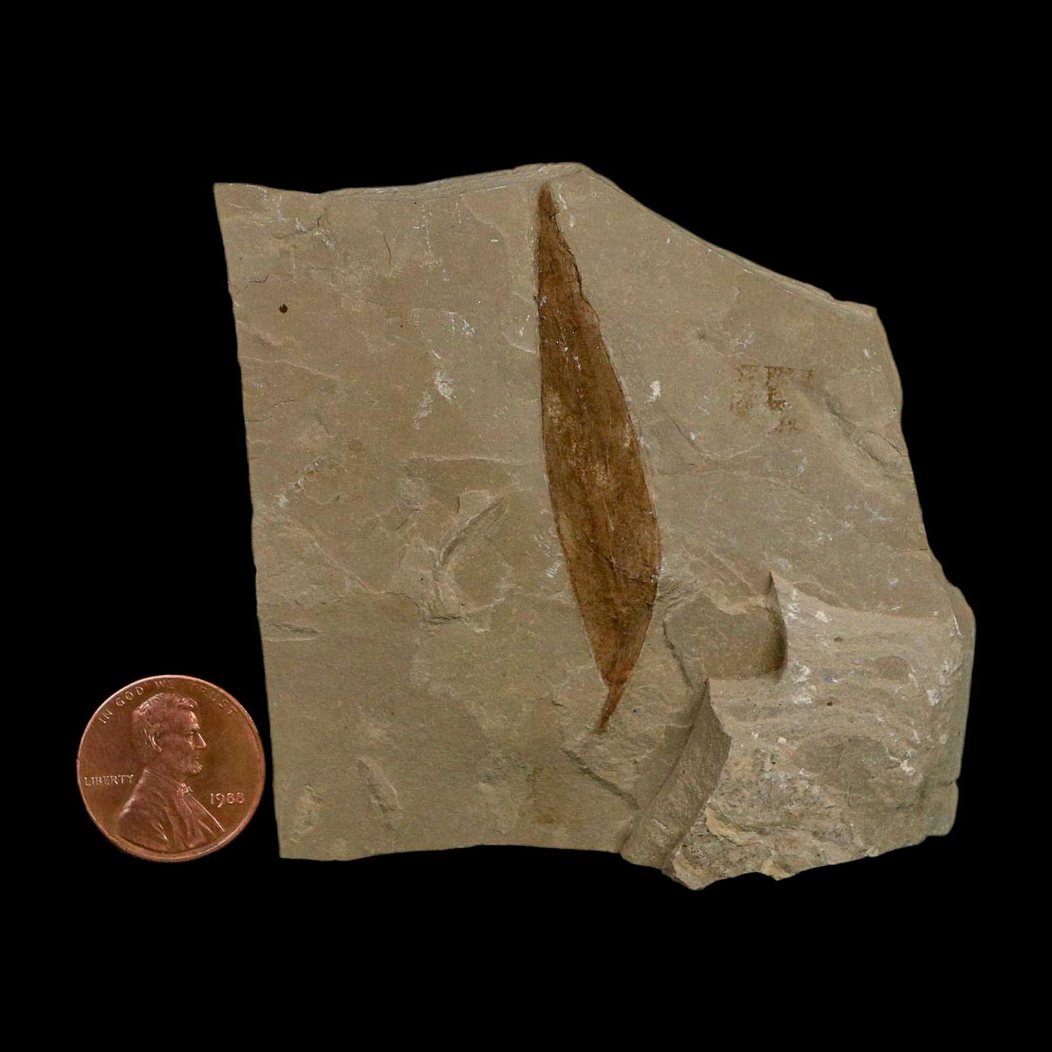 2.1" Detailed Salix Cockerelli Willow Fossil Plant Leaf Green River FM Eocene Age Utah - Fossil Age Minerals