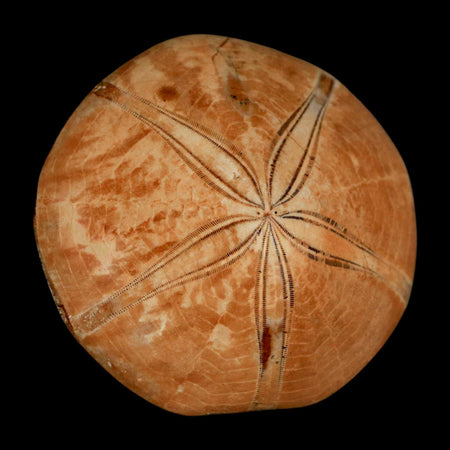 58MM Pygurus Marmonti Sea Urchin Fossil Sand Dollar Jurassic Age Madagascar