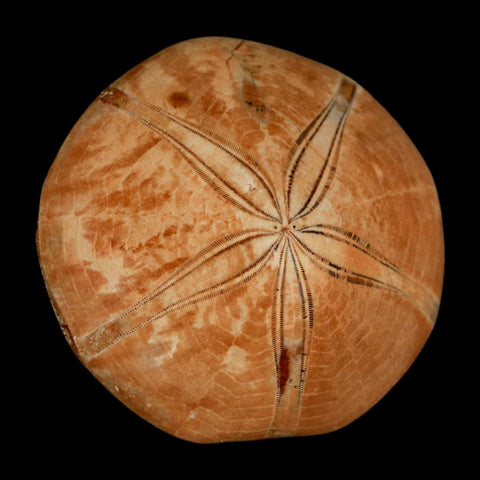 58MM Pygurus Marmonti Sea Urchin Fossil Sand Dollar Jurassic Age Madagascar - Fossil Age Minerals