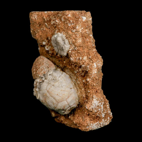 3.4" Platycrinites Sp, Platyceras Gastropod Crinoid Fossil Mississippian Age Burlington Iowa - Fossil Age Minerals