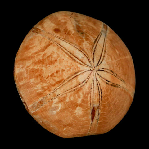 58MM Pygurus Marmonti Sea Urchin Fossil Sand Dollar Jurassic Age Madagascar - Fossil Age Minerals