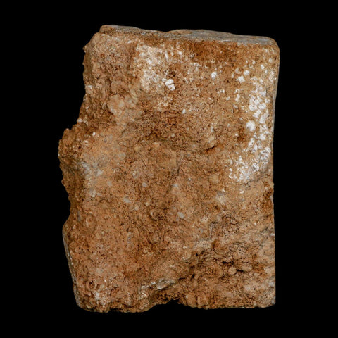 3.4" Platycrinites Sp, Platyceras Gastropod Crinoid Fossil Mississippian Age Burlington Iowa - Fossil Age Minerals